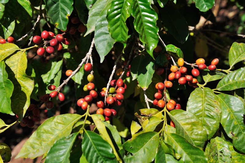 fruechte der kaffeepflanze